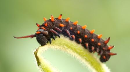 Video thumbnail: Deep Look The Pipevine Caterpillar Thrives in a Toxic Love Triangle