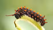 The Pipevine Caterpillar Thrives in a Toxic Love Triangle