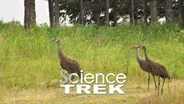 Dinosaurs: Survived