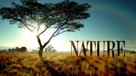 Video thumbnail: Nature Welcome to PBS Nature
