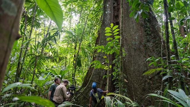 NOVA | Secrets of the Forest