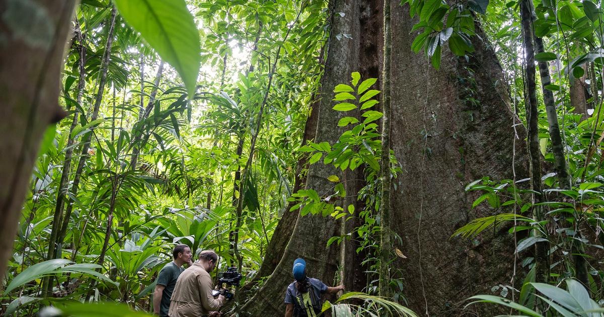 NOVA | Secrets of the Forest | Season 52 | Episode 8