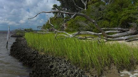 Video thumbnail: SCI NC How to prevent erosion using living shorelines