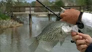 Crappie Lesson