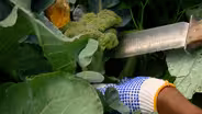 Harvesting Broccoli
