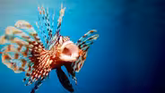 Ocean Invaders
