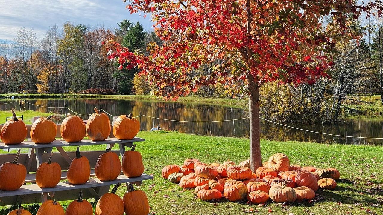 Welcome to My Farm The Great Pumpkin airing Wed, Jul 1 11:00 am