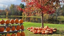 The Great Pumpkin: asset-mezzanine-16x9