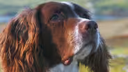 Therapy dog Max helps people find the spring in their step