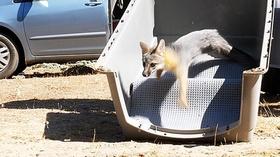 Video thumbnail: byYou Education Fresno Wildlife - A Success Story