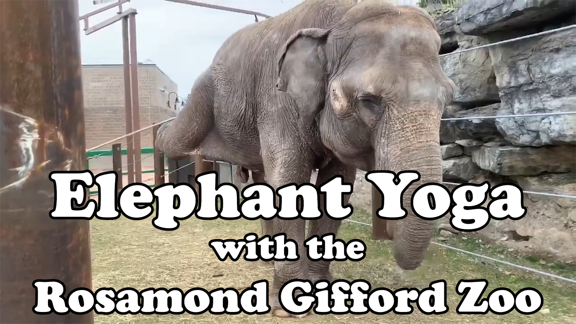 Camp TV: Elephant Yoga with Rosamond Gifford Zoo