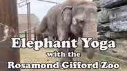 Camp TV: Elephant Yoga with Rosamond Gifford Zoo