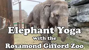 Camp TV: Elephant Yoga with Rosamond Gifford Zoo