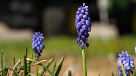 Video thumbnail: Backyard Farmer Hydrangea & Raised Beds