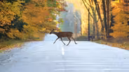 Habitat Islands and Wildlife Corridors