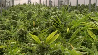 5 Myths About Legal Marijuana