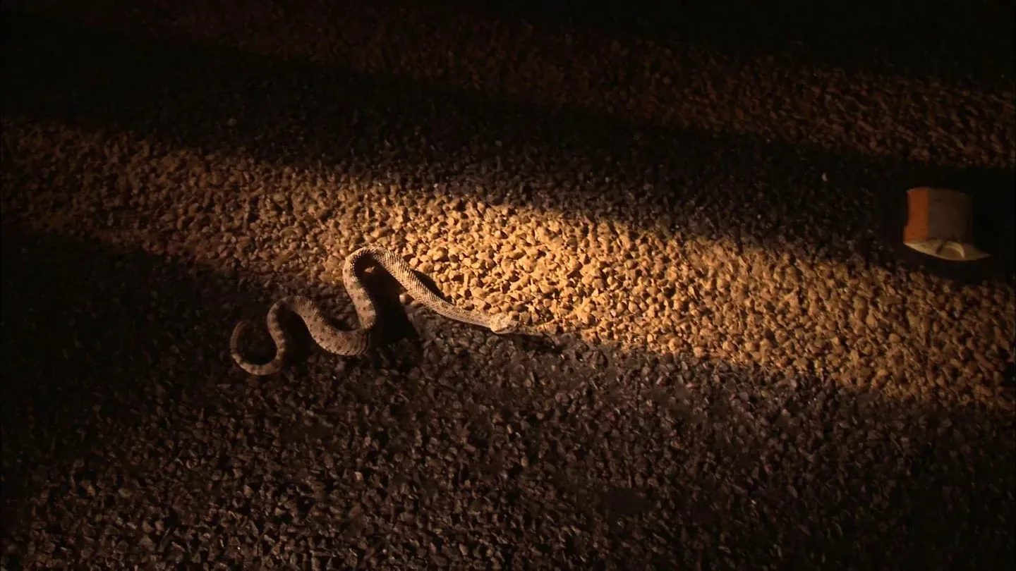 Desert Venom
