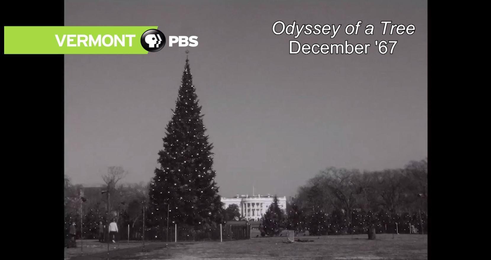 Burwell Christmas Tree Lighting 2022 From The Archives | Odyssey Of A Tree, December 1967 | Season 1967 | Pbs