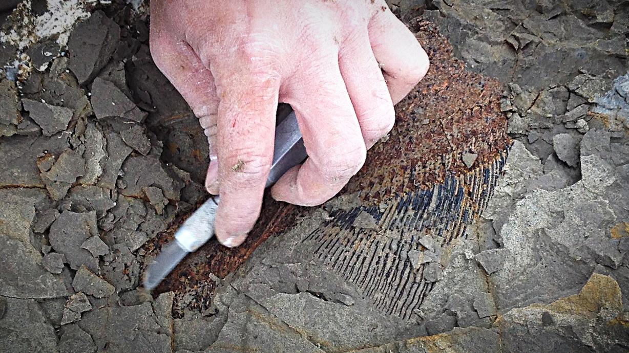 fossil discovery 2020