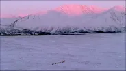 Sled Dogs: An Alaskan Epic