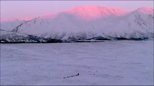 Sled Dogs: An Alaskan Epic