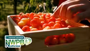 Escasean pizcadores de cereza en el noroeste, y formación para cuidadores – 27 de junio de 2025