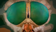 Episode 5: The Biting Truth about Horse Flies