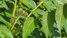Video thumbnail: Virginia Home Grown How to Remove the Invasive Plants Threatening Native Plants