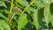 How to Remove the Invasive Plants Threatening Native Plants