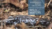 Wisconsin Has 7 Salamander Species — Did You Know?