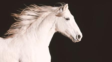 Official Preview: Equus "Story of the Horse"