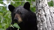 Bear hunt to resume in NJ