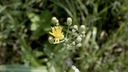 Fast Forage: Sow Thistle, Harvesting Nature’s Bounty