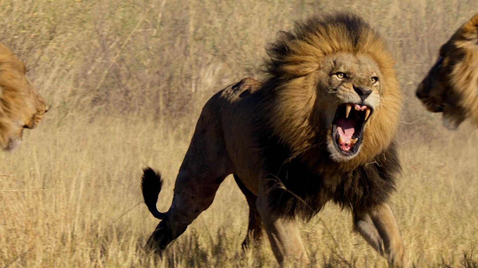 Under attack from intruder male lions, the mums with young cubs must find the rest of the pride.