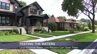New Technique for Repairing Old Water Lines Could Save Trees