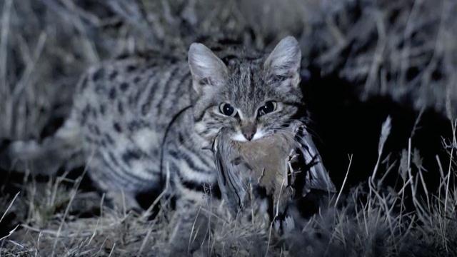 Nature | Meet the Deadliest Cat on the Planet