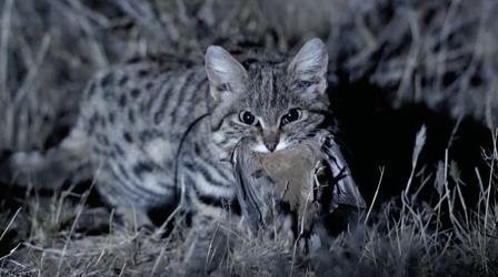 Video thumbnail: Nature Meet the Deadliest Cat on the Planet