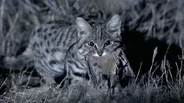 Meet the Deadliest Cat on the Planet