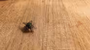 The mechanics of insect flight