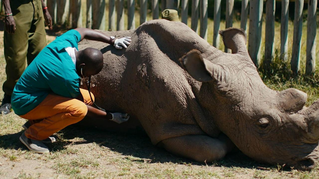 Nature | Caring for the World's Most Famous Rhino