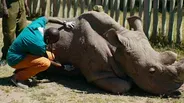 Caring for the World's Most Famous Rhino