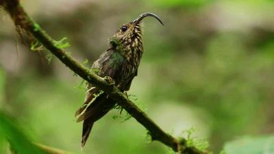 Finding the Elusive White-Tipped Sicklebill