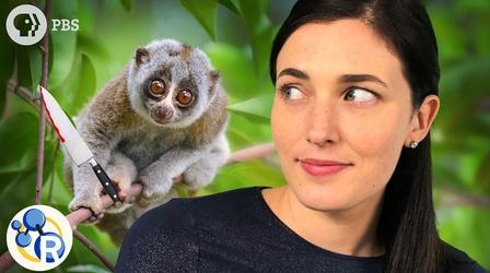 Video thumbnail: Reactions World’s Deadliest (& Cutest) Animals