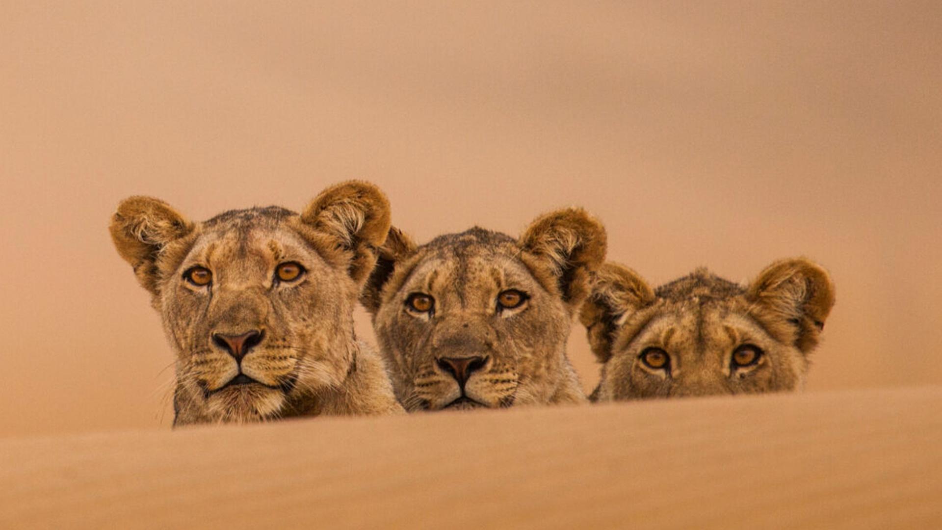 Follow three orphaned desert lion cubs as they navigate the brutal Skeleton Coast of Namibia.