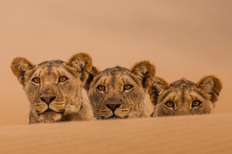 Lions of the Skeleton Coast Poster