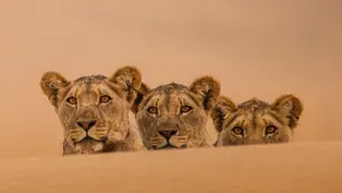 Lions of the Skeleton Coast