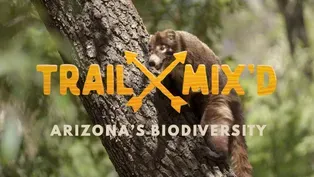 Hiking Arizona's Biodiversity: From Cactus to Coatis