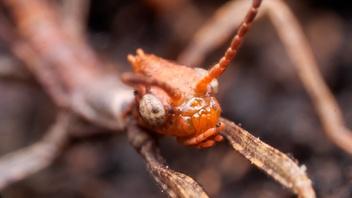 This Freaky Fruit Fly Lays Eggs in Your Strawberries