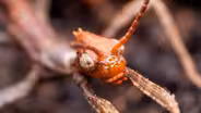 Australian Walking Stick Insects Are Three Times Weirder Than You Think