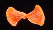 These Solar-Powered Carnivorous Flatworms Divide and Conquer